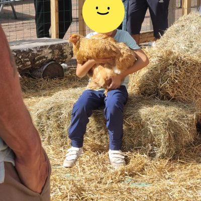 Notre poulette vecteur de lien social